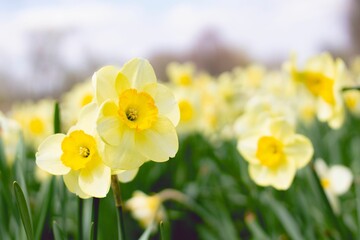 Fototapeta premium Close-up shot of a vibrant bunch of yellow daffodils blooming in lush, green garden setting.