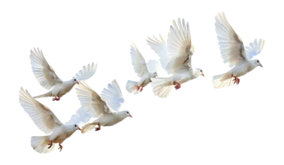 Fotobehang Graceful white doves flying png on transparent background © David