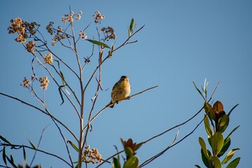 Low angle shot of a lesser goldfinch perched on a tree branch