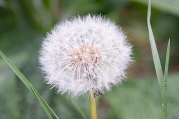 Closeup of a dandelion blooming in green grass
