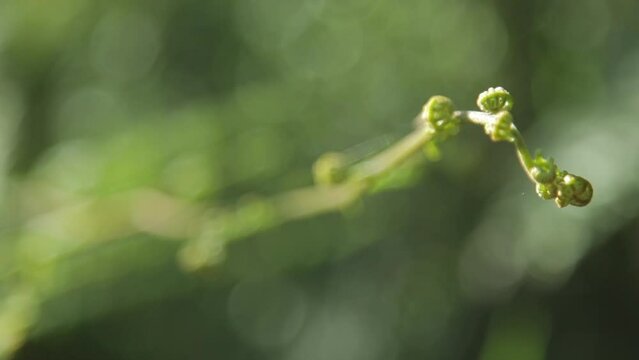 Selective focus shot of a new birth of fern leaves against bokeh background of green bush