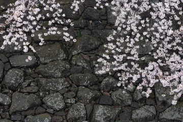 Fotobehang 城跡の石垣と桜 © akira_yonezu