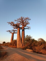 Baobab tree