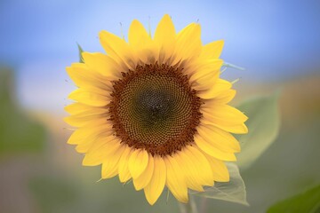 closeup of a vibrant yellow sunflower with a blurry background