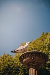 Low angle shot of a seagull perched on a decorative fountain in a park