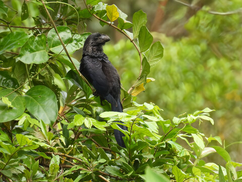 Smooth-billed ani Crotophaga ani perched in green foliage