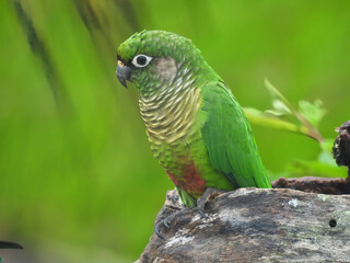 Papagaio Tiriba em Harmonia com a Natureza.