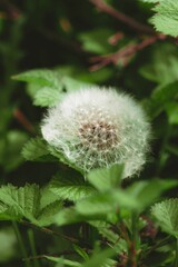 Vibrant white dandelion flower stands out amongst lush green foliage