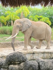 wild animals in captivity elephant