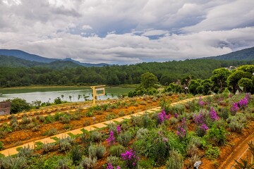 Scenic view of Lavender fields in Dalat, Vietnam