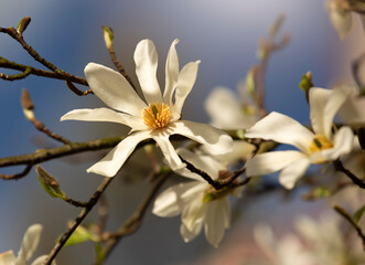 Piękne, białe kwiaty Magnolii gwiaździstej. 