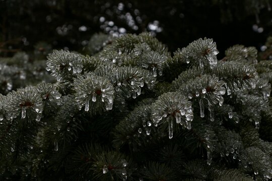 icicles on the branches of pine trees during an extreme winter storm