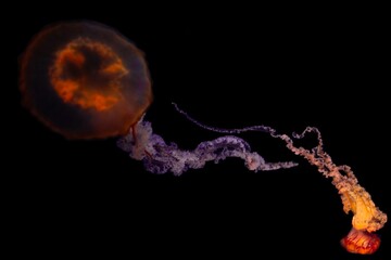 two jellyfishs flying in the dark with their eyes closed