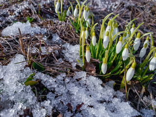 First snowdrops in buds in snow on sunny March afternoon. First flowers. Hello, spring.