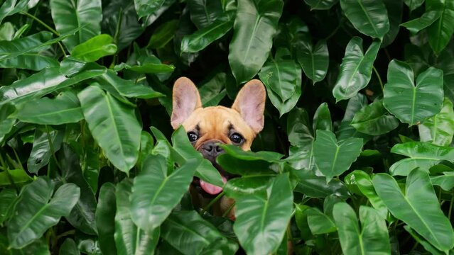Concealed amidst lush green foliage, puppy playfully hiding and observing surroundings. With dewy eyes and perked ears, French Bulldog pup peeks out, panting softly in heat. Its curious gaze and