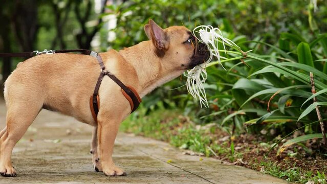 Curious French Bulldog puppy stands against white flowers of spider lily, attentively sniffing and exploring each delicate petal. Adorable pet, with its inquisitive nature, eagerly investigates