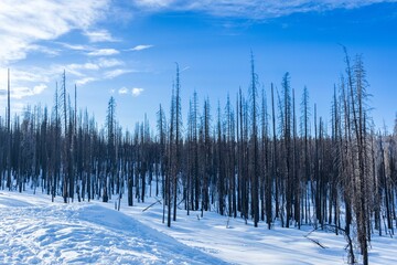 Trees in the snow-covered mountains of Sierra Nevada - obrazy, fototapety, plakaty