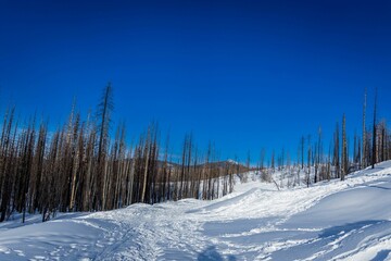 Trees in the snow-covered mountains of Sierra Nevada