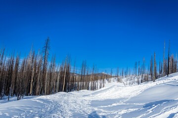 Trees in the snow-covered mountains of Sierra Nevada
