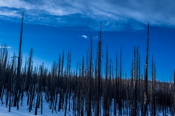 Trees in the snow-covered mountains of Sierra Nevada