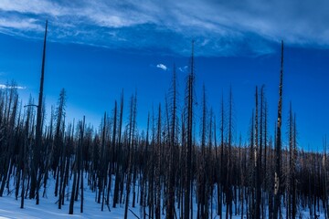 Trees in the snow-covered mountains of Sierra Nevada - obrazy, fototapety, plakaty