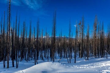 Trees in the snow-covered mountains of Sierra Nevada