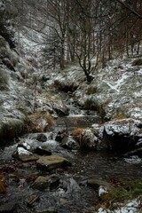 Mountain stream lined with snow-covered pines, with a peaceful body of water flowing through