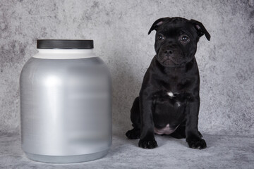 American Staffordshire Bull Terrier dog puppy with dumbbells for sports and a jar of vitamins