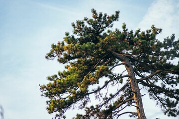 a low angle shot of a tall pine tree