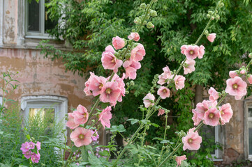 A front garden with flowers near an old dilapidated house. Pink flowers on the background of an old house. Plants in the city near houses.