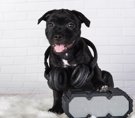 Black male American Staffordshire Bull Terrier dog puppy with softbox and headphones on white