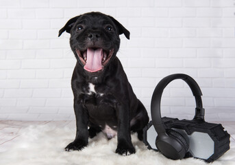 Black male American Staffordshire Bull Terrier dog puppy with softbox and headphones on white