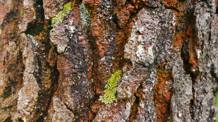 Brown old tree bark texture background, graphic design.