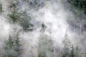Beautiful nature scene with fog over coastal trees in Quatsino Sound, Vancouver Island, BC, Canada
