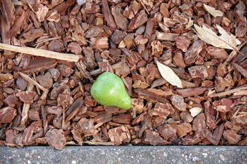 Fresh green pear on red bark ground cover
