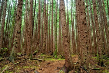 Lush forest with a hemlock grove near Port Alice, Vancouver Island, BC, Canada