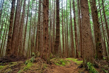 Lush forest with a hemlock grove near Port Alice, Vancouver Island, BC, Canada