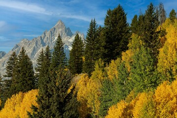 Fall colors in the Grand Tetons National Park, Wyoming, USA.