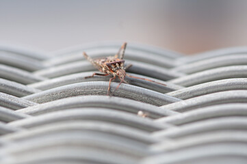Close-up of a stink bug on a white chair