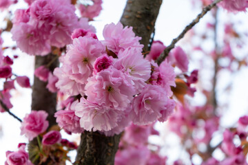 Close-up of a ornamental tree with pink blossom