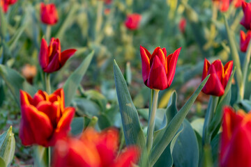 Close-up of a red tulip with a field of flowers in the background