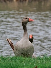 Greylag Geese are perched on grassy terrain overlooking a tranquil body of water