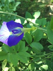 blue butterfly on a flower