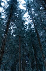 Winter scene with snow-covered evergreen trees