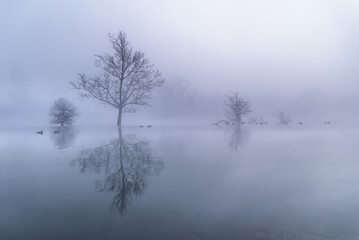 trees in fog