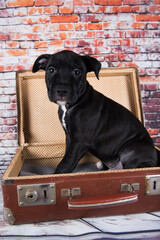 American Staffordshire Terrier dog or AmStaff puppy in a retro suitcase on brick wall background