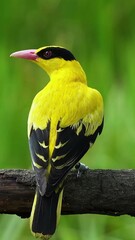 Witness the vibrant colors of a Black-napes Oriole in a captivating close-up against a lush green...