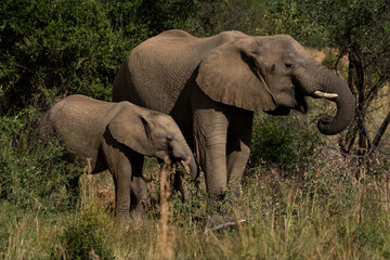 Fototapeta premium africa elephant