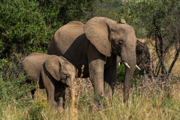 Naklejka na ściany i meble Mother and baby afrian elephants
