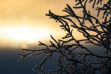 Obraz premium Closeup shot of a snow-covered tree branches illuminated by the setting sun.